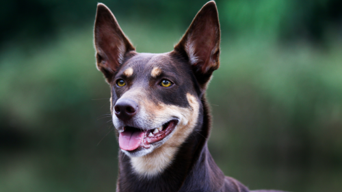 Australian Kelpie Has a Case of ‘Happy Tail’ After Running Into His Dog Walker on the Street