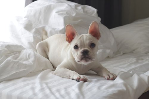 Mom Tries to 'Scare the Meltdown' Out of Her Perturbed French Bulldog