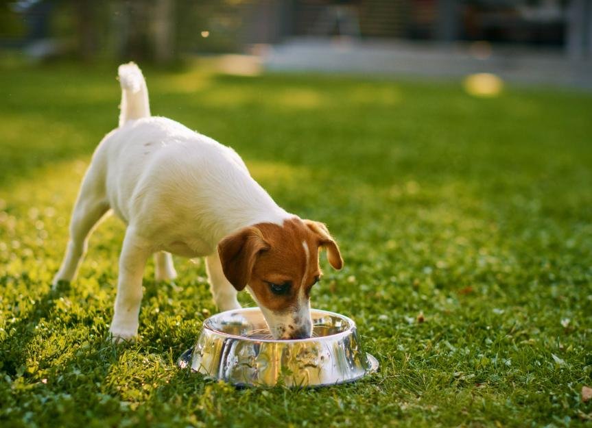Can Dogs Drink Gatorade?