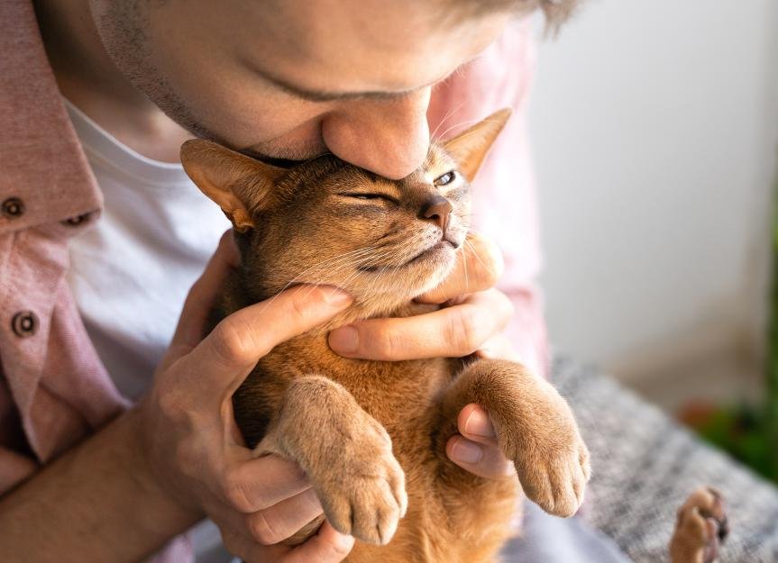 New Cat Guide for Pet Parents - cover