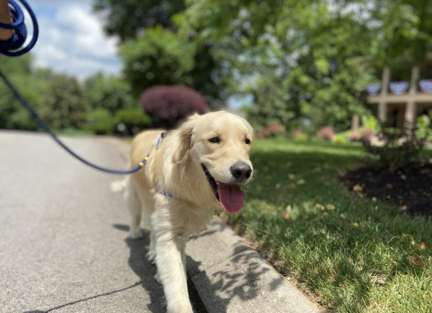 10 Summer Dog Walking Tips