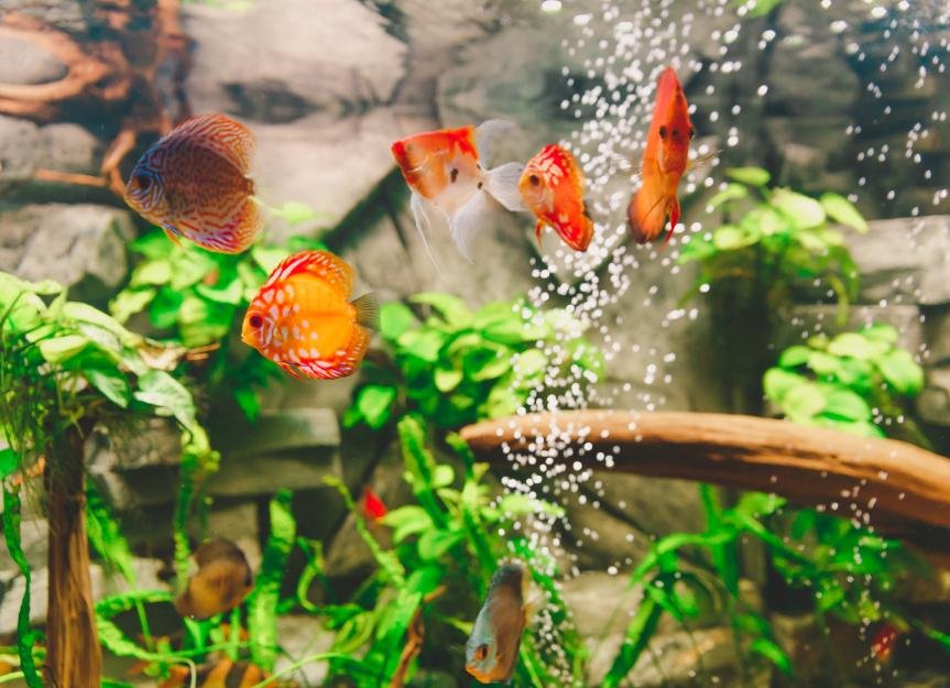 Fish Care Guide for Pet Parents - cover
