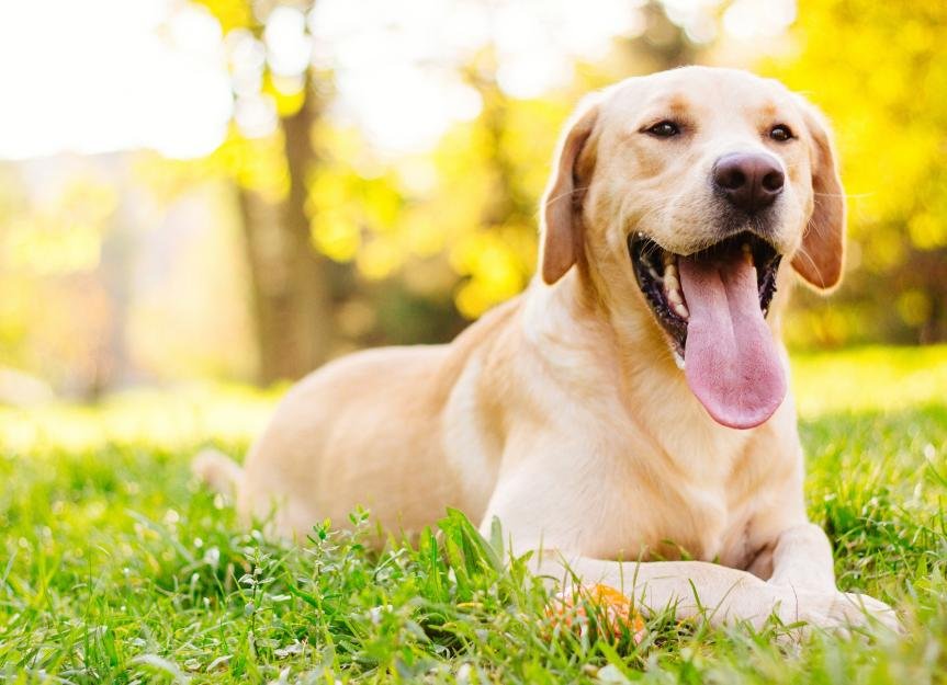 Hot Spots on Dogs: Causes, Treatment, and Home Remedies