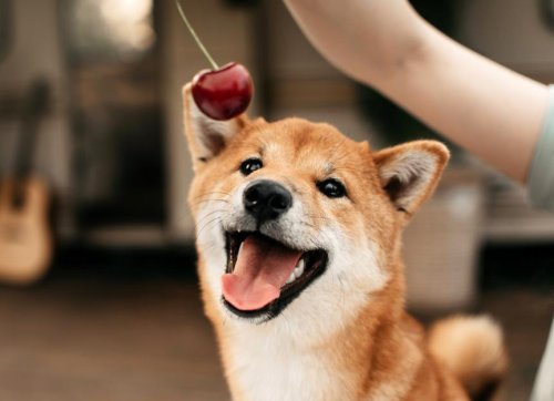 Can Dogs Eat Cherries?