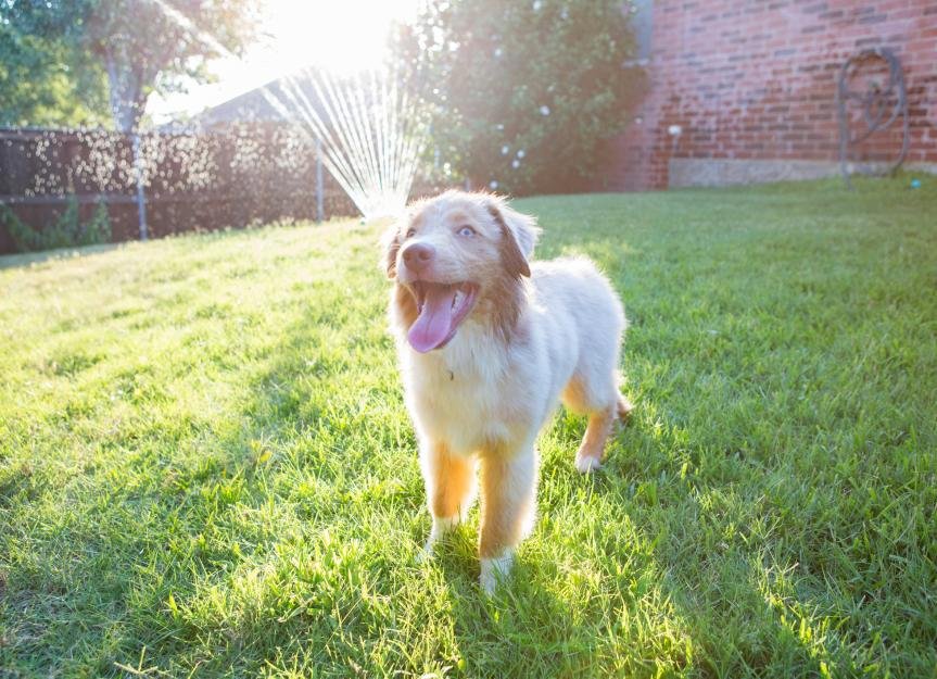 How To Keep Dog Pee From Ruining Your Lawn