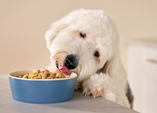 Raw vs. Fresh Dog Food: What’s the Difference?