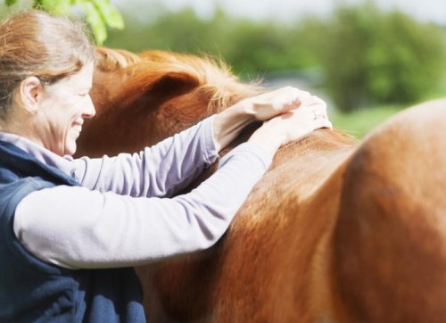 Back Pain in Horses: Causes, Symptoms, and Solutions for Equine Back Pain