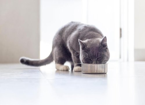 The 11 Best Cat Foods in 2024, Recommended By Vets