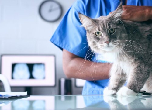 Cystotomy in Cats