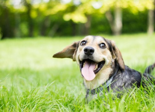 Do Ticks Jump?