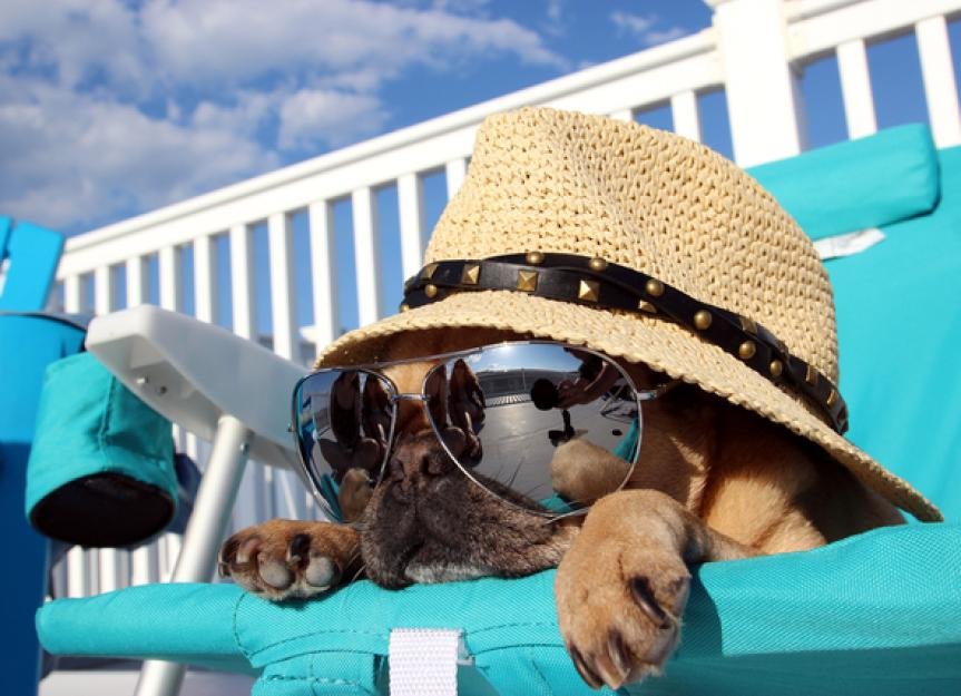 Summer Animal Safety Tips for Beating the Heat