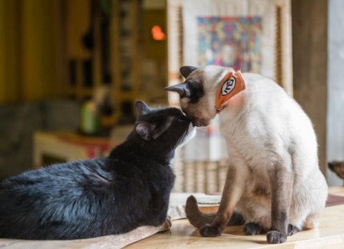 How Do Cats Communicate With Each Other?