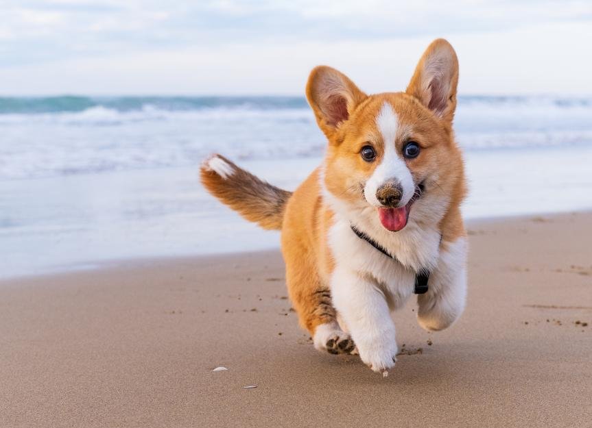 How Hot Is Too Hot for Dogs?