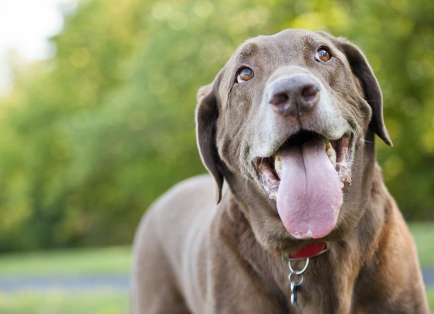 Why Do Dogs Pant? What To Know About Dogs and Panting
