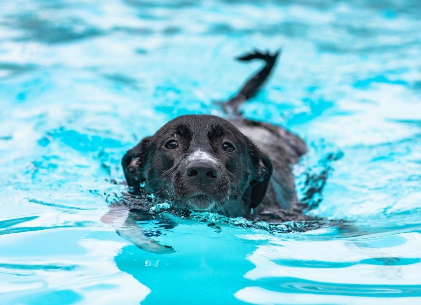 How to Teach Your Dog to Swim
