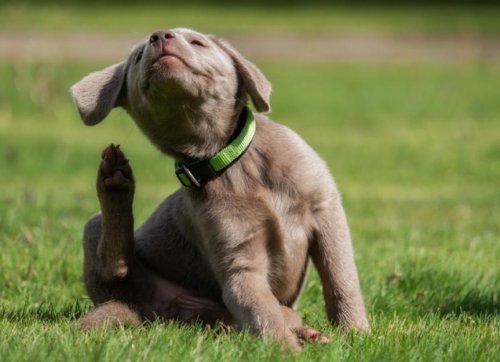 How To Find, Treat, and Prevent Fleas on Puppies