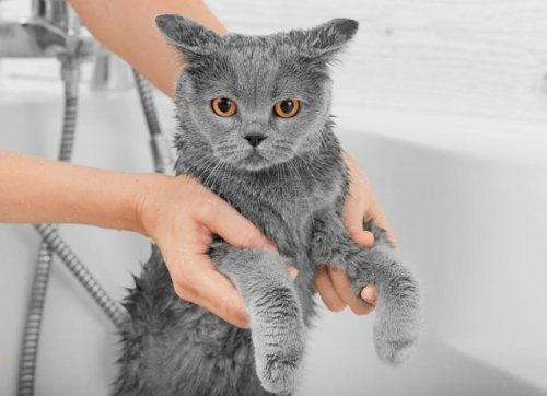 How To Bathe a Cat