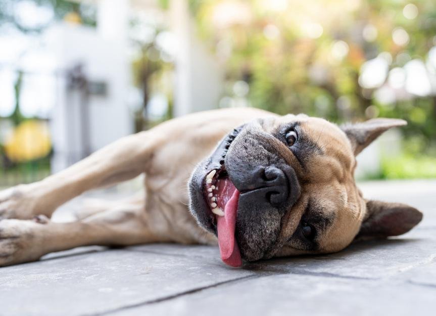 10 Dog Breeds That Can’t Tolerate the Summer Heat