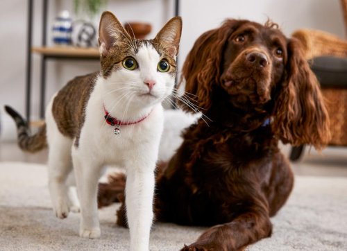 6 Things in Your Home That Could Be Triggering Your Pet’s Allergies