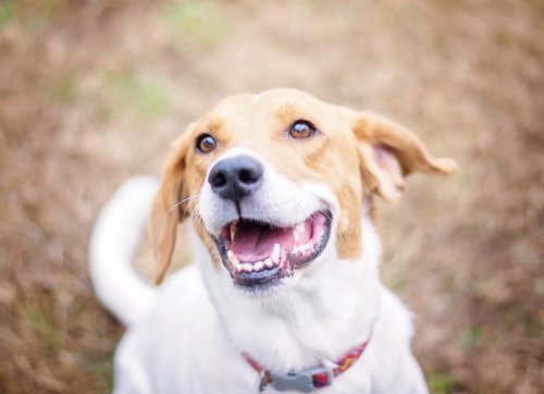How Many Teeth Do Dogs Have, and Can They Lose Them?
