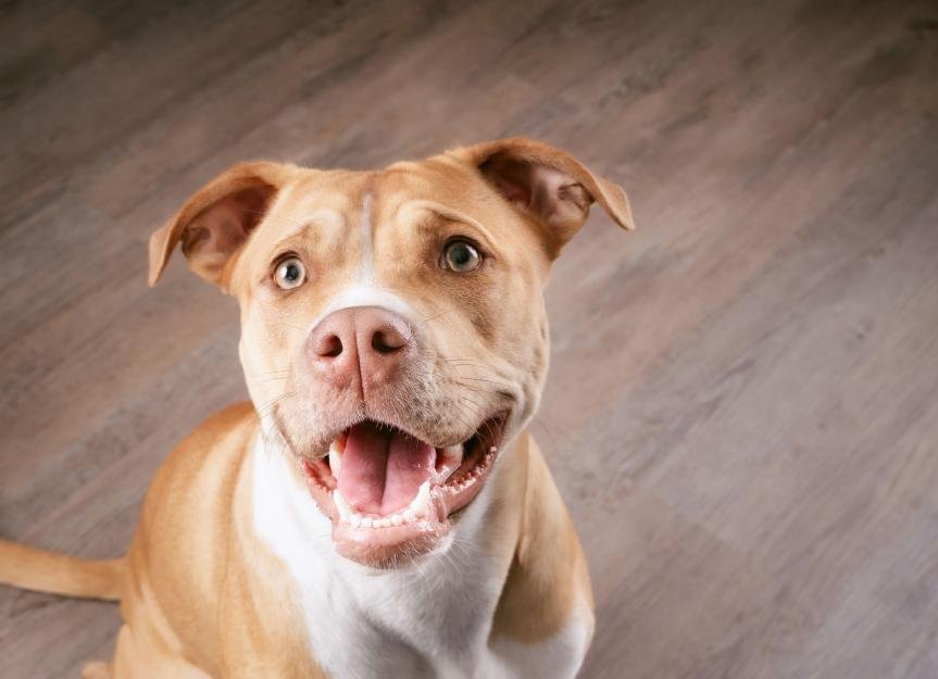 Can Dogs Eat Limes?