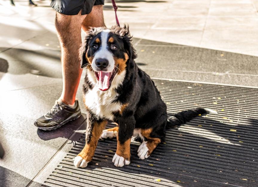 How to Protect Dog Paws in Summer