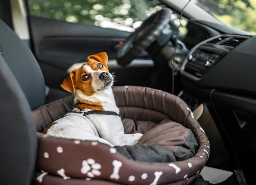 How to Travel With Your Dog: The Ultimate Guide
