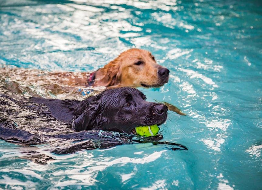 7 Pool Safety Tips for Dogs