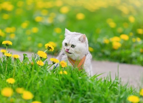 Natural Flea Treatment for Cats: Home Remedies for Fleas and How To Help Your Cat