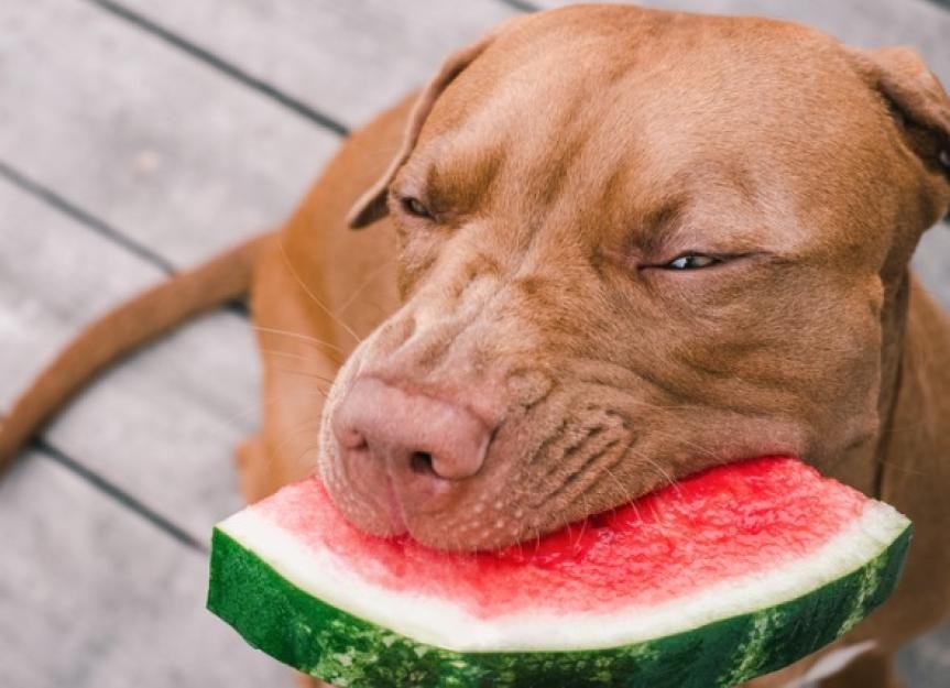 Can Dogs Eat Watermelon?