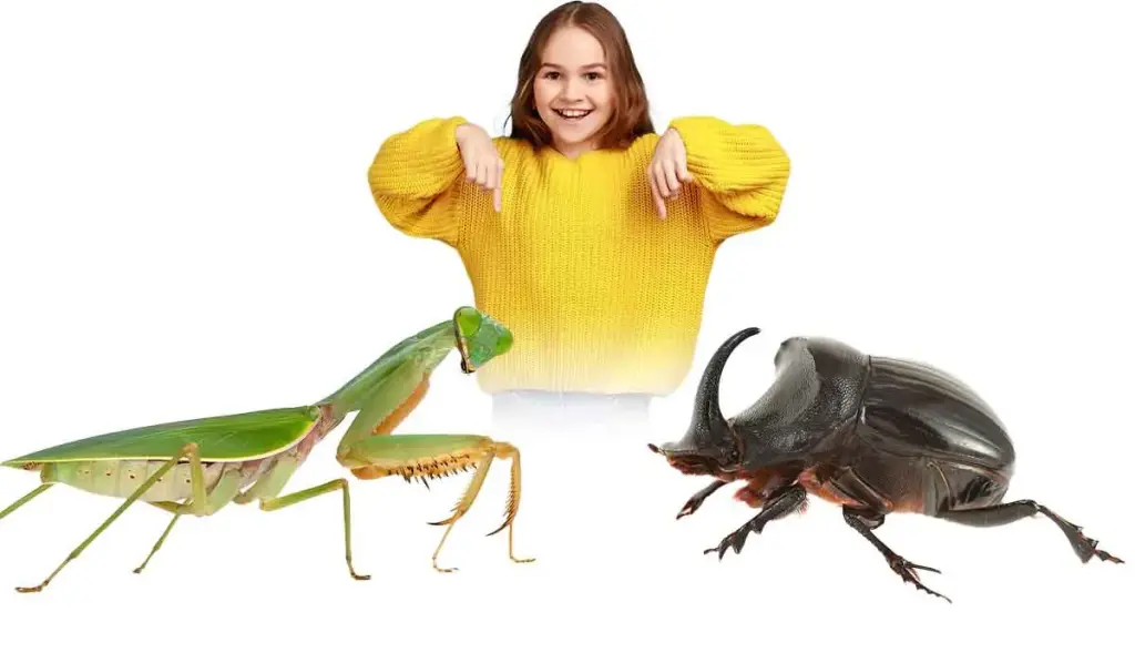 Insects - cover