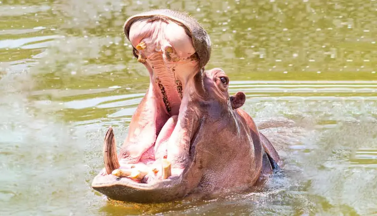 Fun Animals Facts! 