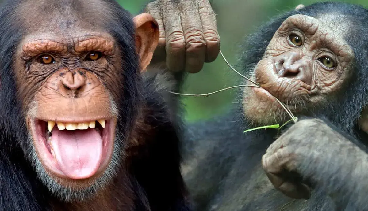 8 Incredible Facts About Chimpanzees