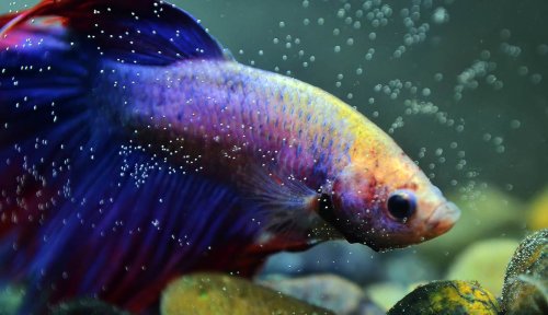 Why Is My Betta Fish at the Bottom of the Tank?