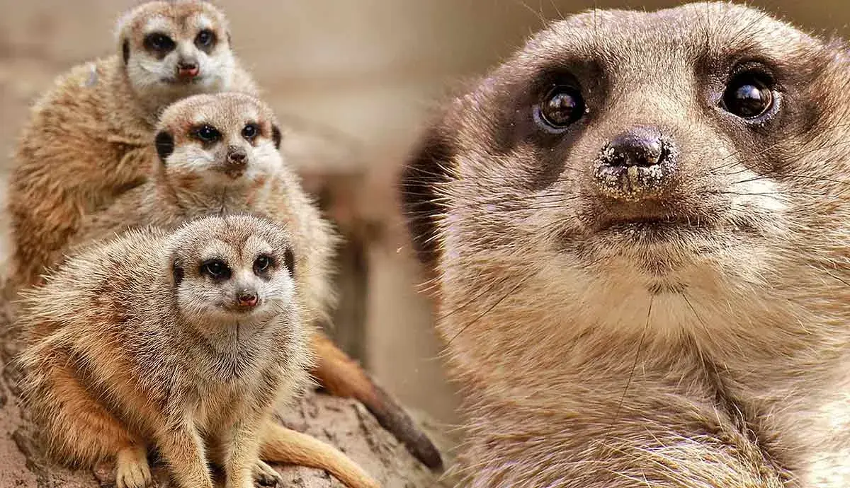 13 Fun Facts About Meerkats