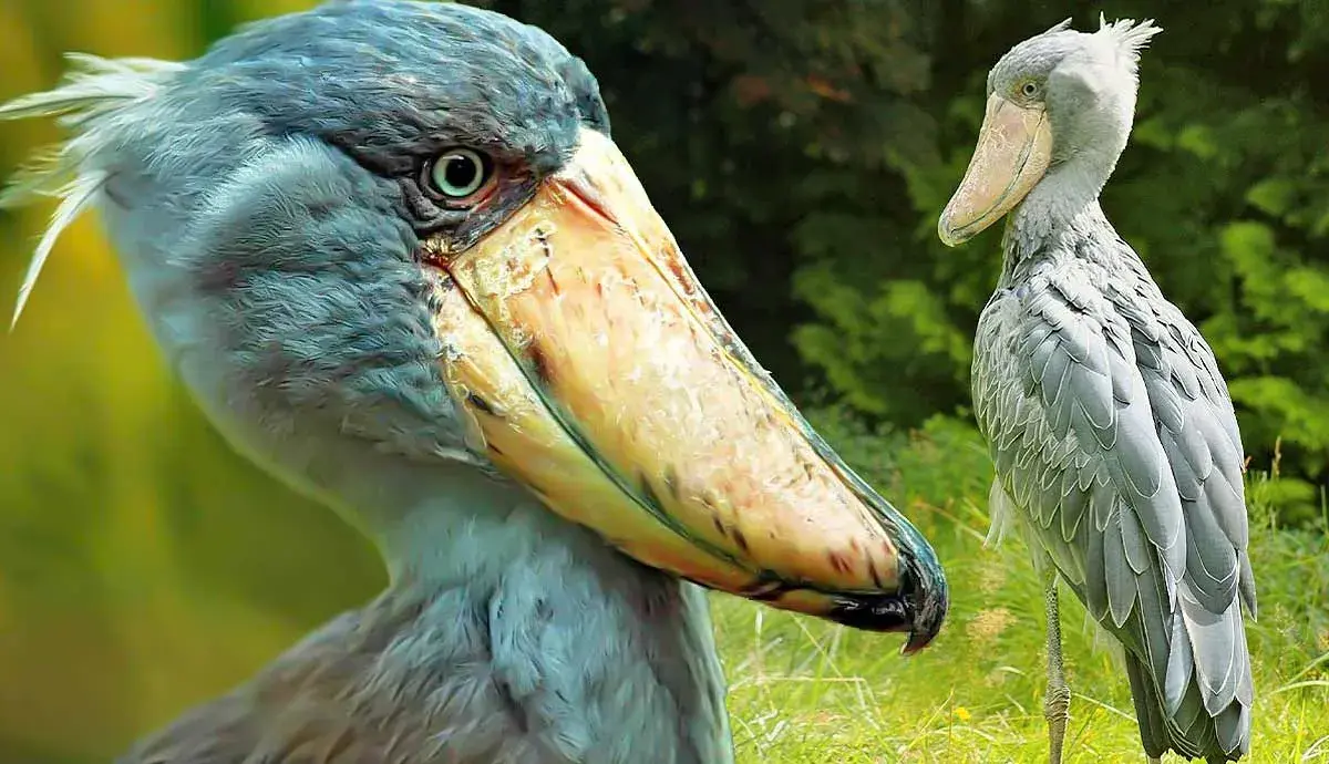 5 Amazing Facts about the Shoebill