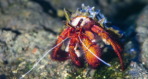 Under the Tide: The Worlds of Snails, Crabs, Lobsters and Others!