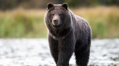 Fun Animal Facts