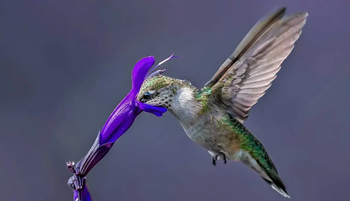 8 Fun Facts About Hummingbirds