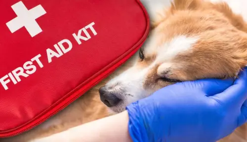 Building a Pet First Aid Kit: What You Need