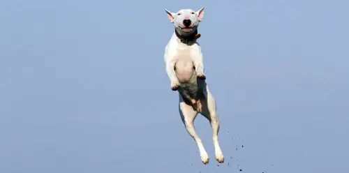 Strange Canine Bahaviors Explained!