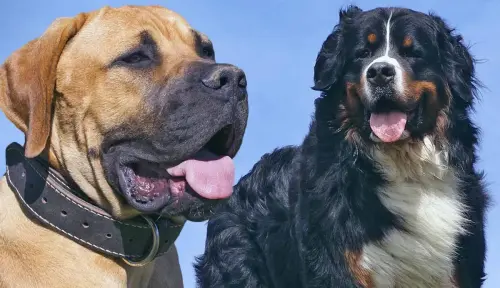 8 Dog Breeds with the Shortest Lifespans