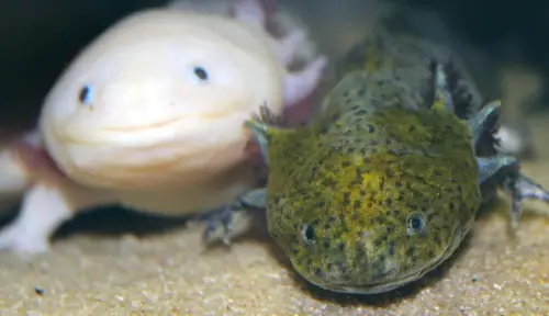 10 Amazing Facts About Axolotls