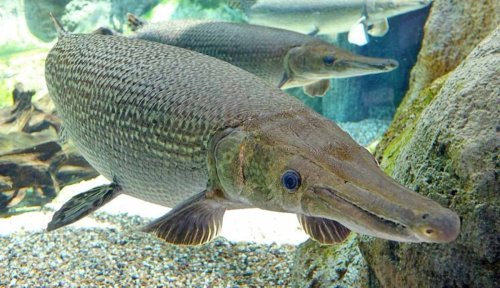 Can You Keep Gars in Home Aquariums?