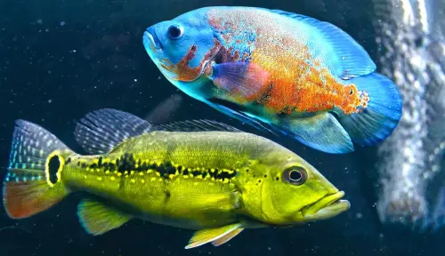 10 Fish That Eat Their Tankmates