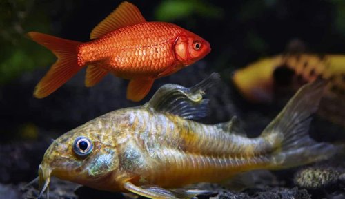 Does My Aquarium Need Feeder Fish?