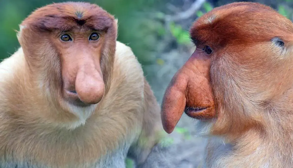 5 Facts About Proboscis Monkeys