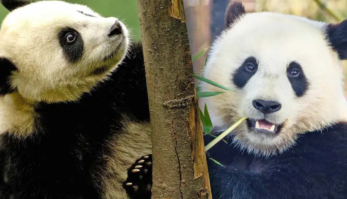 8 Amazing Facts About Pandas