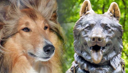 Top Pups: The World’s Most Famous Dogs