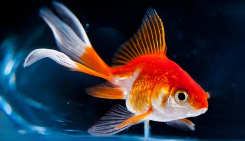 6 Common Myths About Goldfish